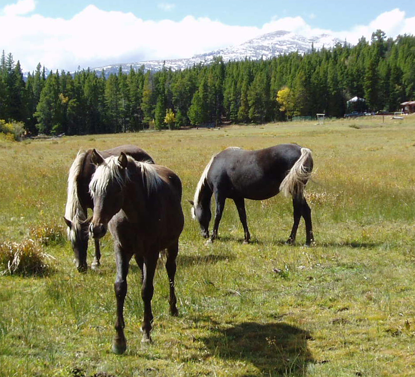 Лошадь скалистых гор: история, характеристика, фото