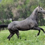 Темно-серый конь