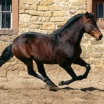 Альтер реал — изящная порода лошадей
