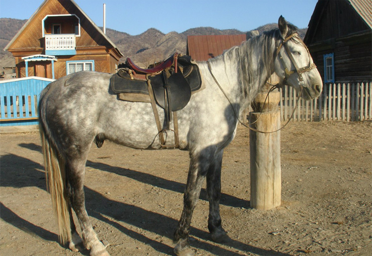 Рабочая алтайская лошадь