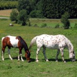 Две лошади