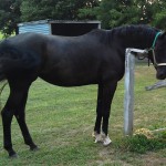 Черная арабская лошадь