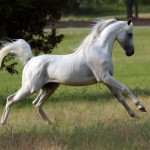 Белый арабский конь