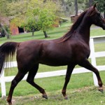Терская порода лошадей: экстерьер, характер и фото