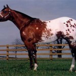 Лошадь породы Аппалуза.Описание и фото породы