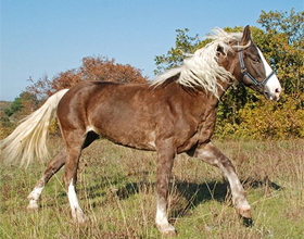 Башкирская порода лошадей