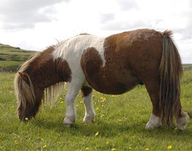 Шетлендский пони: история, описание, особенности