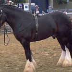 Шайр — порода лошадей тяжеловесов