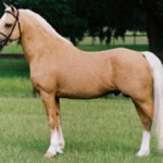 Уэльский пони — характеристика и фото породы