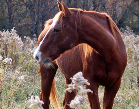 Буденновская порода лошадей