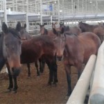 Сколько стоит лошадь в России в рублях