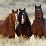 Сколько живут лошади и как определить их возраст