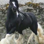 Киргизская порода лошадей: особенности и описание