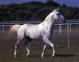 Липицианские лошади – описание экстерьера, качества породы