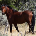 Брамби — описание породы лошади