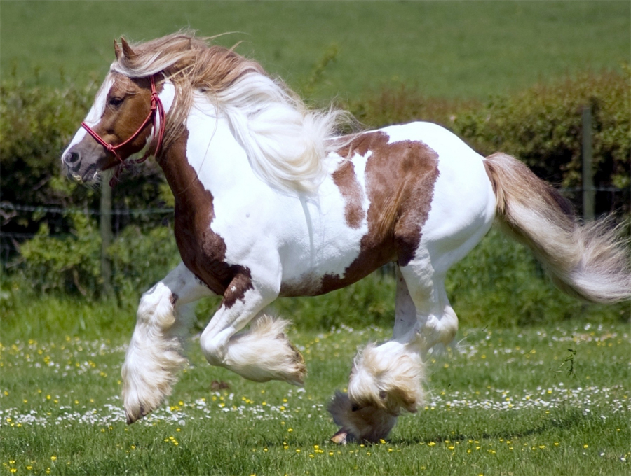 Шайр — порода лошадей тяжеловесов