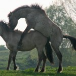 Случка лошадей: особенности и как происходит