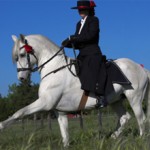 Как научить лошадь испанскому шагу