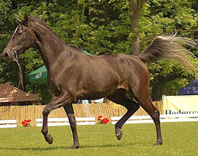 Великопольская порода лошадей