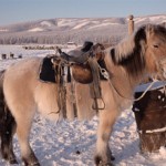 Якутская лошадь — описание и фото породы
