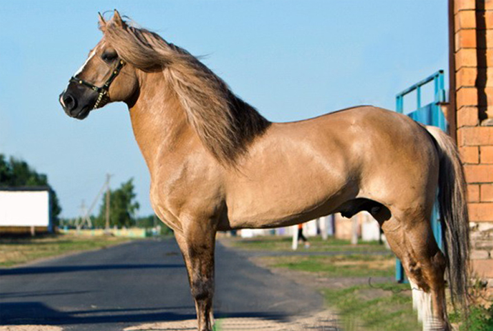 Каурый конь