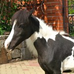 Черной белый конь