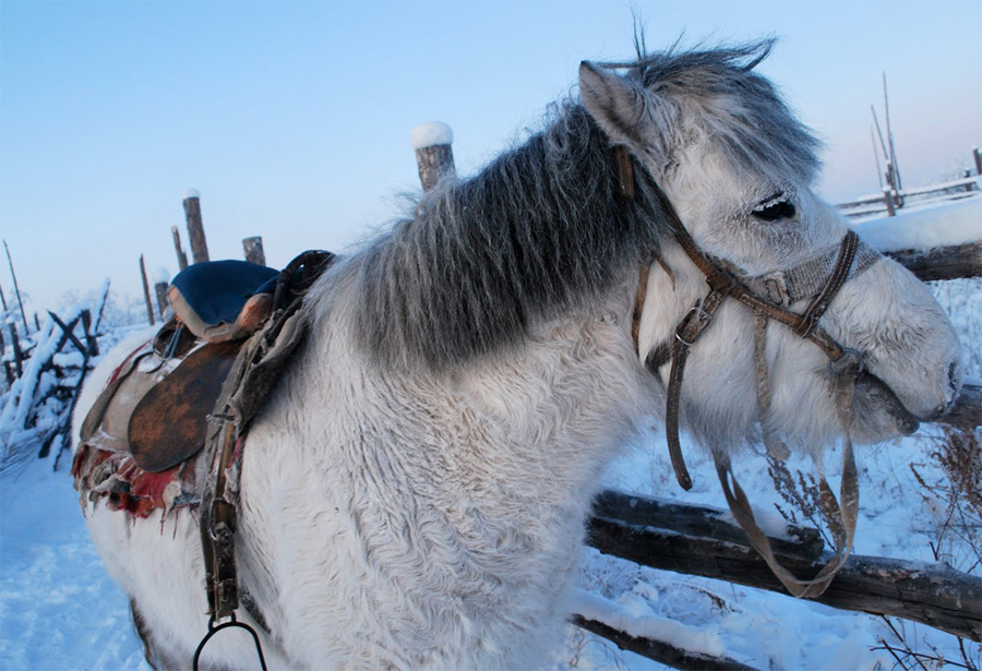 Якутская лошадь — описание и фото породы