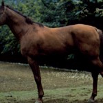 Кустанайская порода лошадей: фото и описание