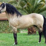 Лошадь лузитанской породы(Лузитано)