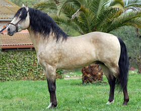 Лошадь лузитанской породы