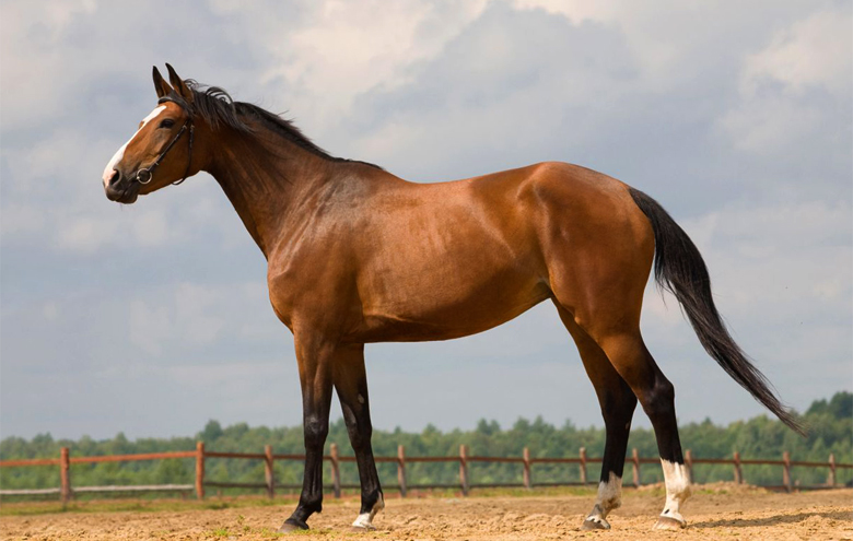 Вестфальская порода лошадей.Описание и фото породы