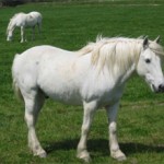 Камаргинская порода лошадей(Камаргу)