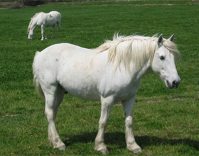 Камаргинская порода лошадей