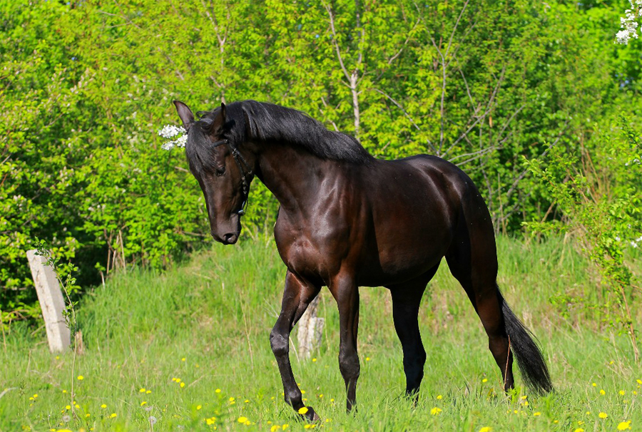 Голштинская порода лошадей: история, характеристика, фото