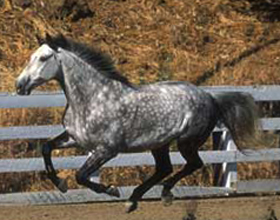 Голштинская лошадь