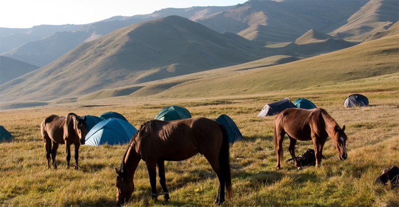Лошади Киргизии