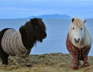 Смешные исландские пони