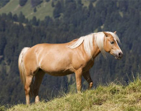 Интересные факты о лошадях