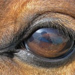 Зрение лошади и особенности глаз