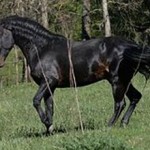 Кабардинская порода лошадей: история, описание, фото