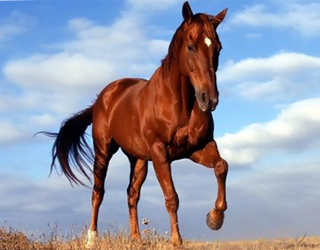 Рыжий конь