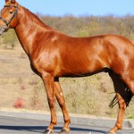 Лошадь рыжей масти: описание, генетика, фото