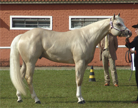 Булонская порода лошадей: происхождение, характеристика, особенности ухода