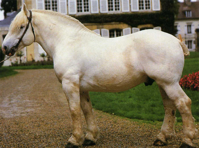 Булонская лошадь