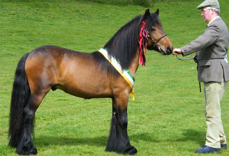 Подробное описание породы Лошадь Фелл пони: характеристики, уход и содержание, отзывы