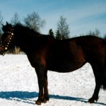 Мезенская порода лошадей: история, описание, фото