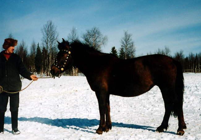 Мезенский конь зимой