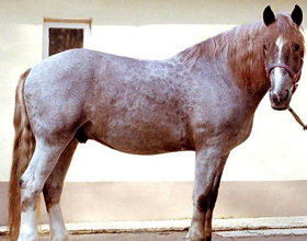 Чалая масть лошади: описание и фото масти